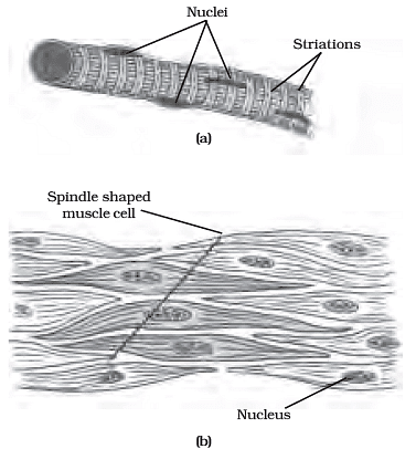 Important Diagrams: Tissues - Science Class 9 PDF Download