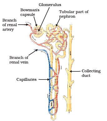 Diagram Based Questions: Life Processes - Science Class 10 PDF Download