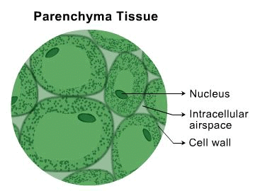 Theory - Identify parenchyma and sclerenchyma tissues in plants from ...