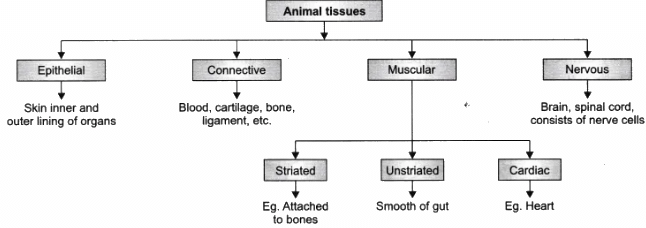 Lab Manual: Plant and Animal Tissues - Notes | Study Lab Manuals for Class 9 - Class 9 Lab Manual: Plant and Animal Tissues - Notes | Study Lab Manuals for Class 9 - Class 9