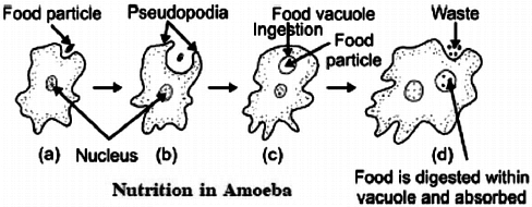 Nutrition in Amoeba | Biology for Class 10