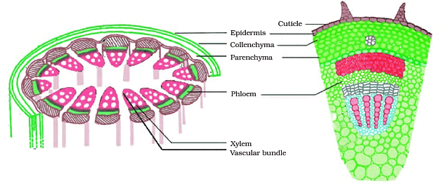 Important Tables and Diagrams: Tissues - Class 9 PDF Download