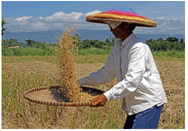 Winnowing