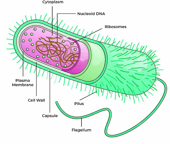 Important Diagrams: The Fundamental Unit of Life - Science Class 9 PDF ...