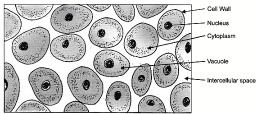 Lab Manual: Plant and Animal Tissues - Notes | Study Lab Manuals for Class 9 - Class 9 Lab Manual: Plant and Animal Tissues - Notes | Study Lab Manuals for Class 9 - Class 9