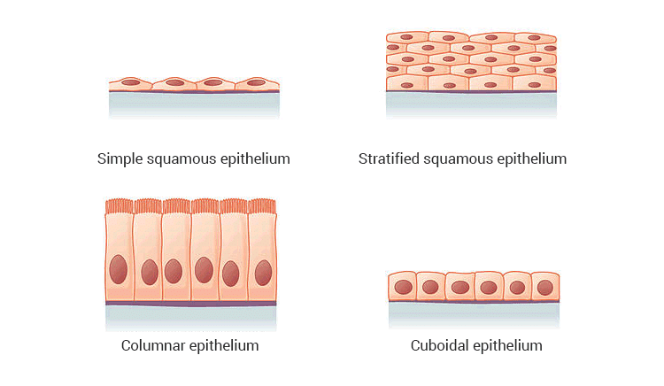 NCERT Exemplar: Tissues | Science Class 9