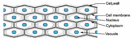 Cell Structure of onion peel (Plant cell)