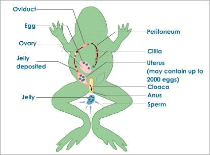 Short Notes - Reproduction in Animals - Notes | Study Science Class 8 - Class 8 Short Notes - Reproduction in Animals - Notes | Study Science Class 8 - Class 8