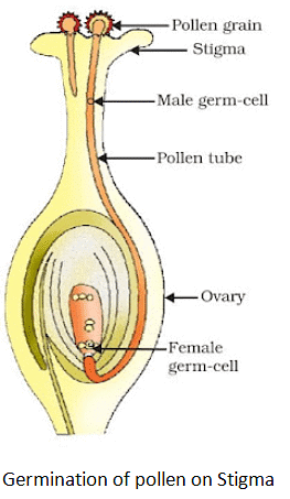 NCERT Summary: How do Organisms Reproduce Notes | Study Science Class 10 - Class 10