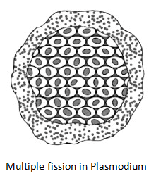 NCERT Summary: How do Organisms Reproduce Notes | Study Science Class 10 - Class 10