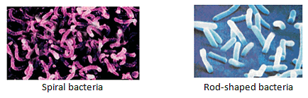 NCERT Summary: Microorganisms - Friend & Foe Notes | Study Science Class 8 - Class 8