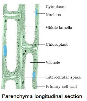 Tissues Summary Class 9 Science Chapter 6