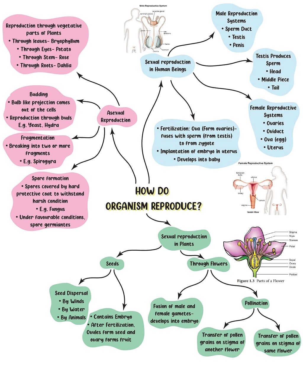 mindmap-how-do-organisms-reproduce-science-class-10-pdf-download