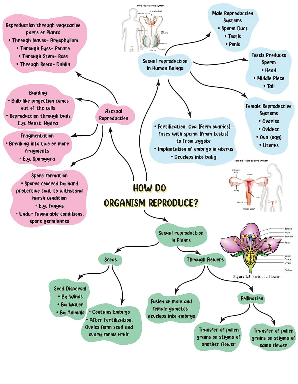 Mindmap: How do Organisms Reproduce? - Notes | Study Science Class 10 - Class  10