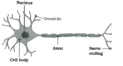 Chapter Notes: Control & Coordination