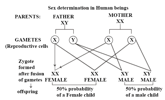 Heredity NCERT Solutions | Science & Technology for UPSC CSE