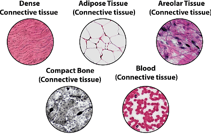 Important Tables and Diagrams: Tissues - Class 9 PDF Download