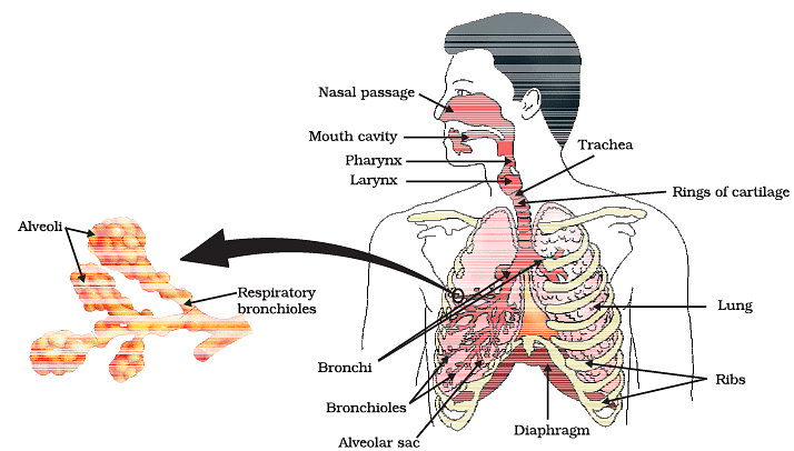 Diagram Based Questions: Life Processes - Science Class 10 PDF Download