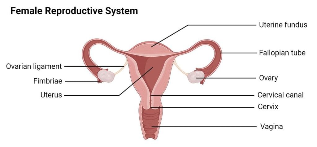 NCERT Solutions: How do Organisms Reproduce? - Notes | Study Science & Technology for UPSC CSE - UPSC