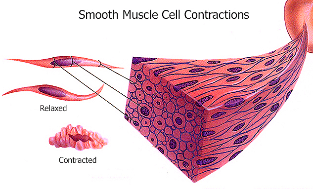 Muscles cells. Гладкие мышцы в половых органах. Smooth muscle Tissue.