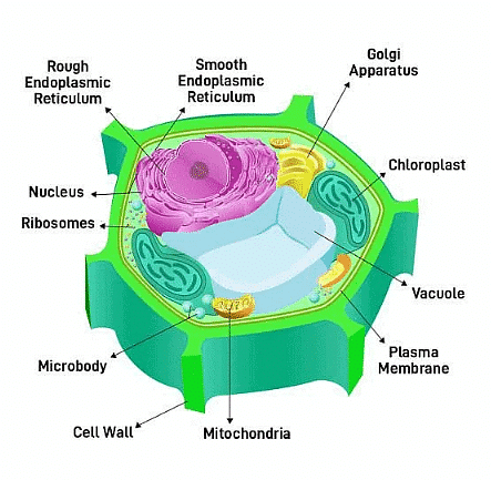 Important Tables and Diagrams: Cell - The Fundamental Unit of Life ...