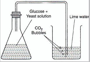 Fermentation of sugar results in the production of ethyl alcohol and CO2.