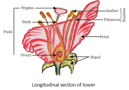 NCERT Summary: How do Organisms Reproduce Notes | Study Science Class 10 - Class 10