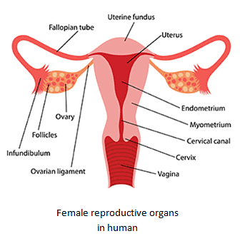 NCERT Summary: Reproduction in Animals - Notes | Study Science Class 8 - Class 8 NCERT Summary: Reproduction in Animals - Notes | Study Science Class 8 - Class 8