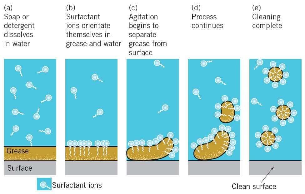 Explain the cleansing on sale action of detergents