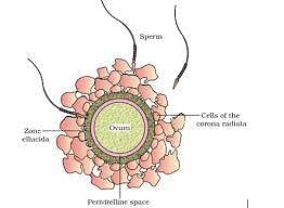 Human Reproduction Chapter 3 Class 12 ...