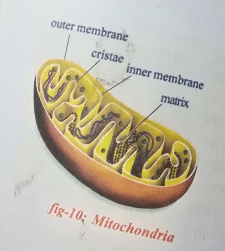 Draw the structure of mitochondria? - EduRev Class 10 Question