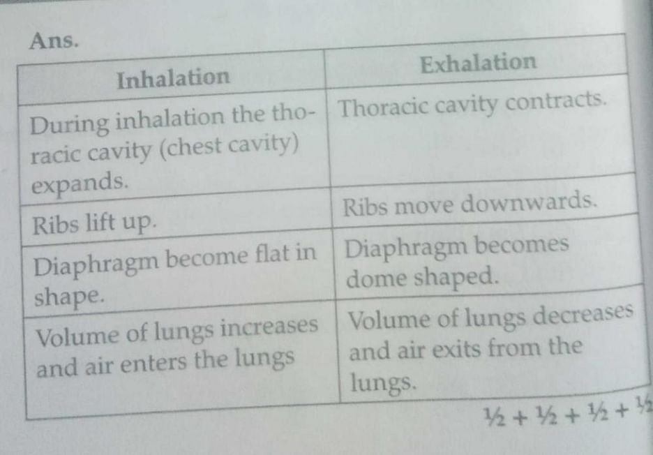 Difference Between Inhalation and Exhalation  Compare the Difference  Between Similar Terms