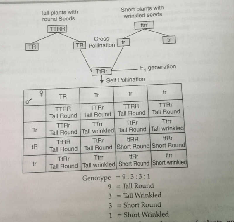 How Do Mendels Experiment Show That Traits Are Inherited Independently