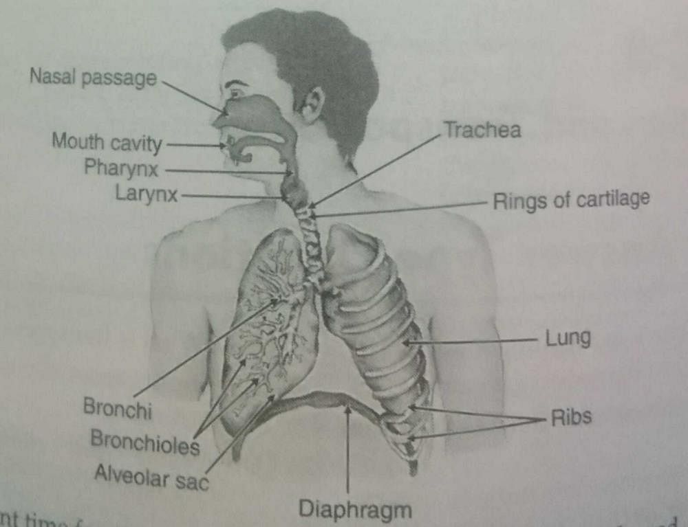Image of Respiratory system. Schematic drawing of the trachea and lungs.  Drawing.