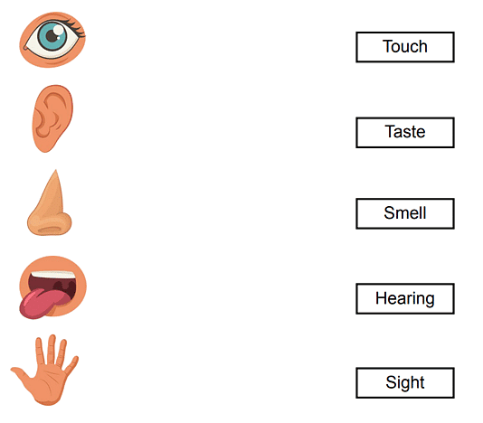 Worksheet Solutions: Our 5 Senses - 2 - General Knowledge for Young ...