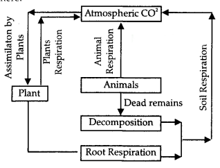 CBSE Sample Question Paper (2022-23) - 5 | Geography Class 11 - Humanities/Arts