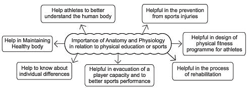 The Importance of Anatomy and Physiology