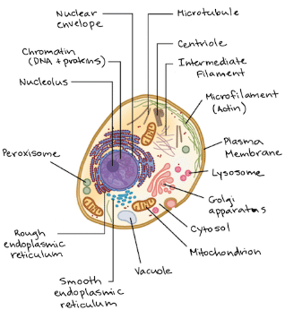 Describe plant and animal cell with diagram.? | EduRev Class 9 Question Describe plant and animal cell with diagram.? | EduRev Class 9 Question
