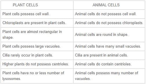 differences between plant cell and animal cell | EduRev Class 9 Question