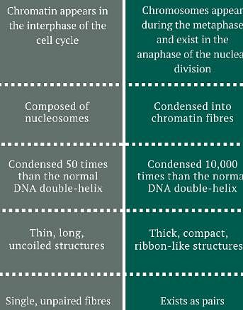 difference between chromatin and chromosome Related: Short Notes - The ...