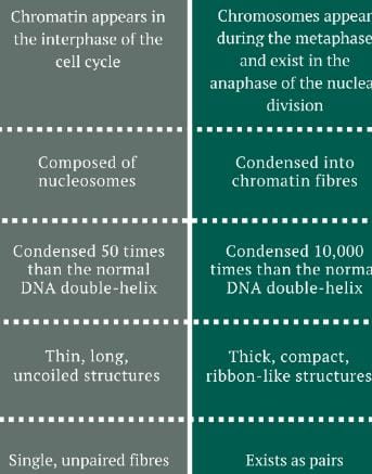 Difference Between Chromatin And Chromosomes Difference Between Chromatin And Chromosomes