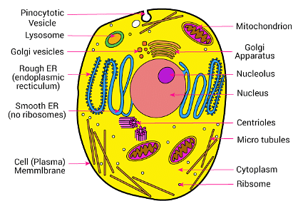 Explain the diagram of animal cell? | EduRev Class 9 Question