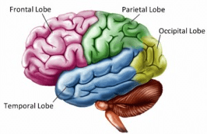 The Structure And Function Of The Human Brain - Class 10 PDF Download