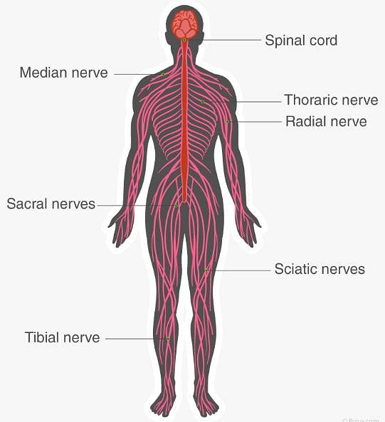 Nervous System: Human Nervous System Notes - Class 10