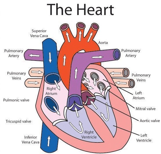 Structure of human heart class 10