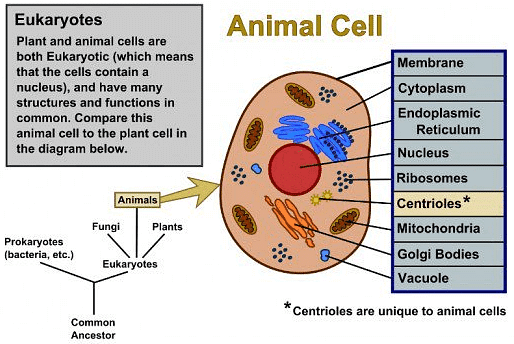 Diagrame of plant cell and animal cell - Notes - Class 9