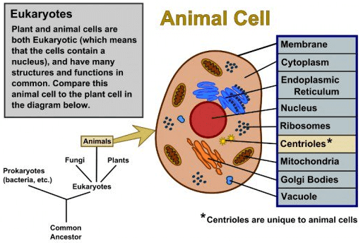 Diagrame of plant cell and animal cell - Notes - Class 9 Diagrame of plant cell and animal cell - Notes - Class 9