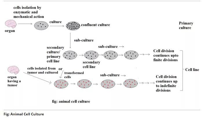 Animal cell culture note? | EduRev Biotechnology Engineering (BT) Question