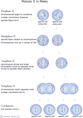 The Cell Cycle -Cell Cycle And Cell Division,Class 11, Biology - NEET ...