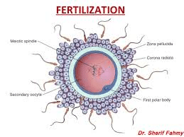 Stages of Sexual Reproduction - Class 8, Science PDF Download